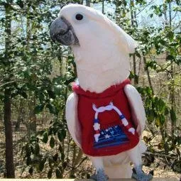 Avian Fashions Hoodie - Red Fireworks